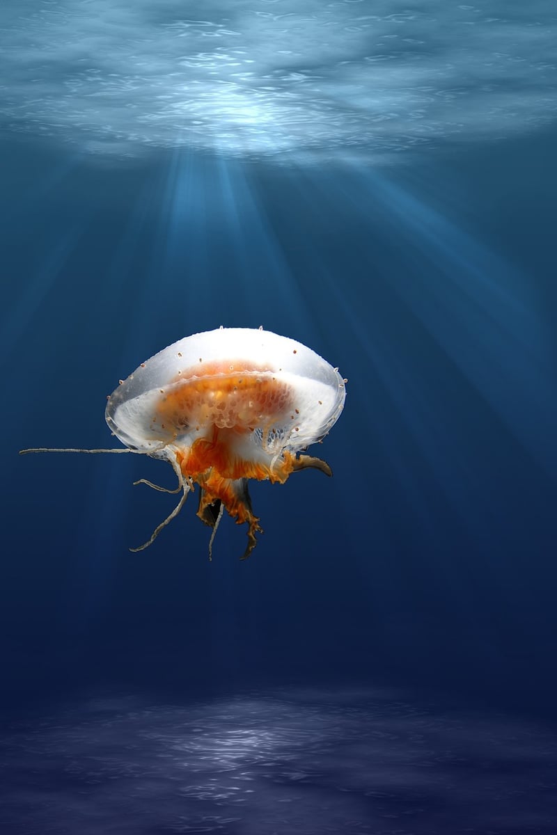 Marine Life Expeditions